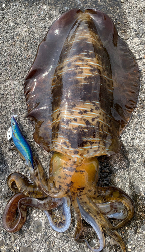 アオリイカの釣果