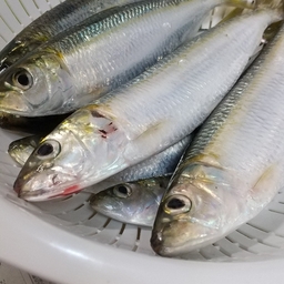 さっちょメの釣果