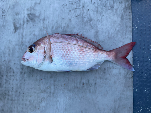 マダイの釣果