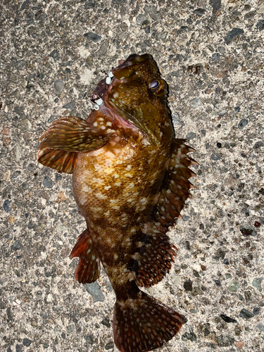 カサゴの釣果