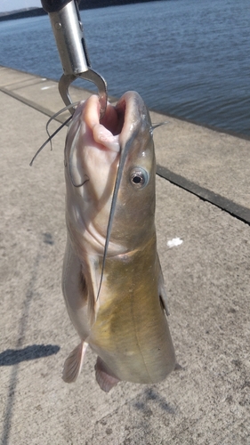 アメリカナマズの釣果