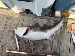 マダラの釣果