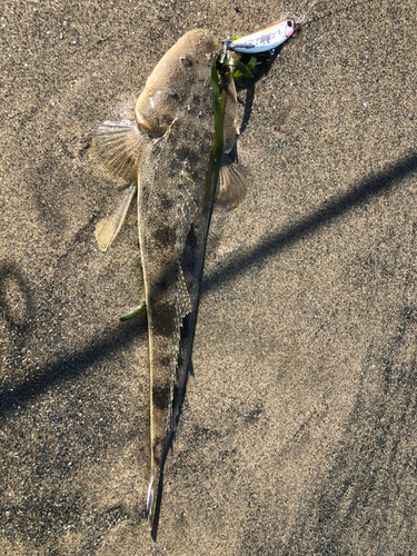 マゴチの釣果