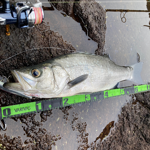 ヒラスズキの釣果