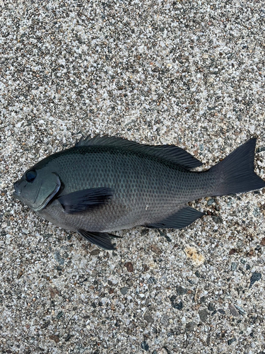 メジナの釣果