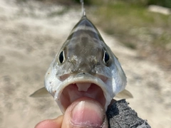 コトヒキの釣果