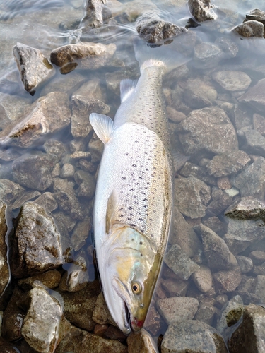 ブラウントラウトの釣果