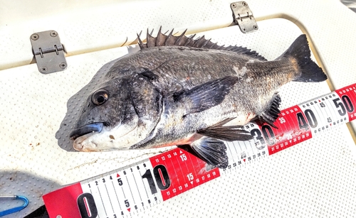 クロダイの釣果