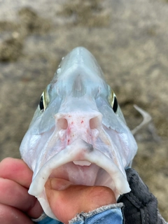 ナンヨウカイワリの釣果