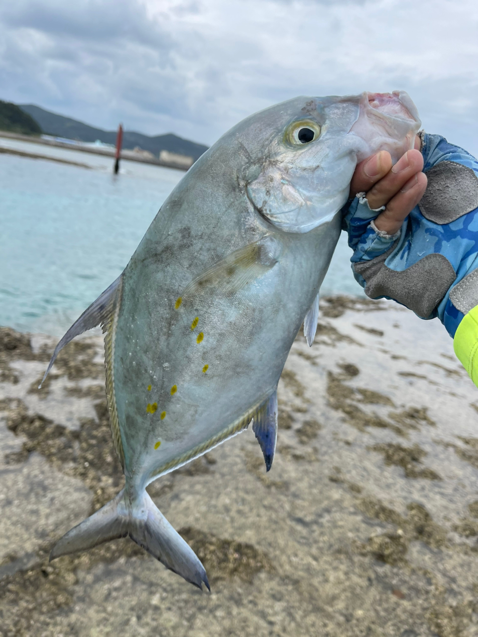 ナンヨウカイワリ