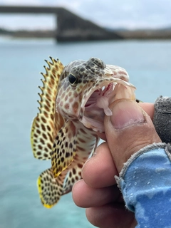 カンモンハタの釣果