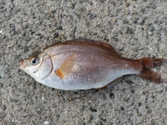 ウミタナゴの釣果