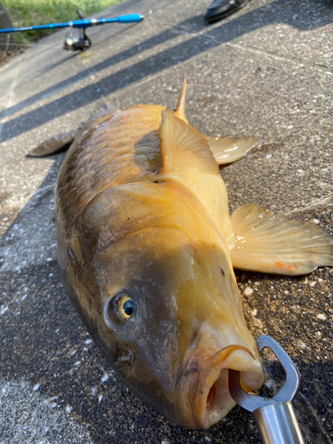 コイの釣果