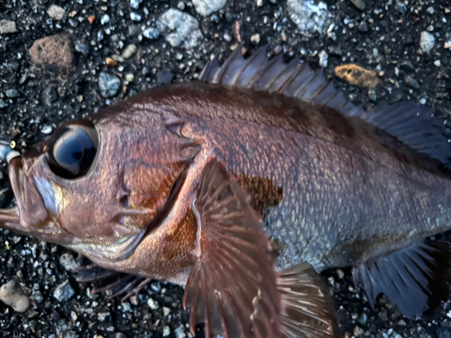 メバルの釣果