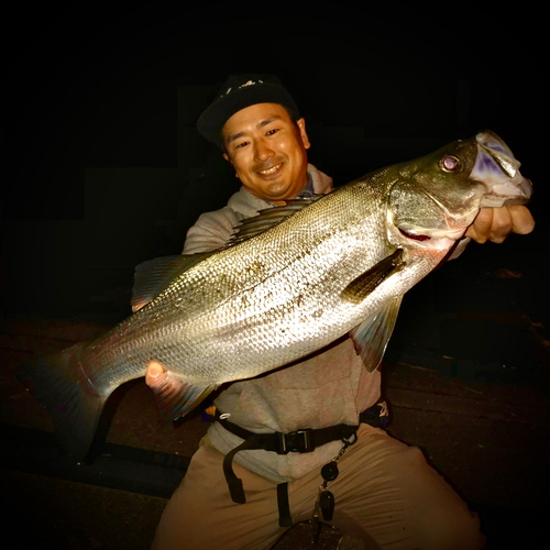 ヒラスズキの釣果