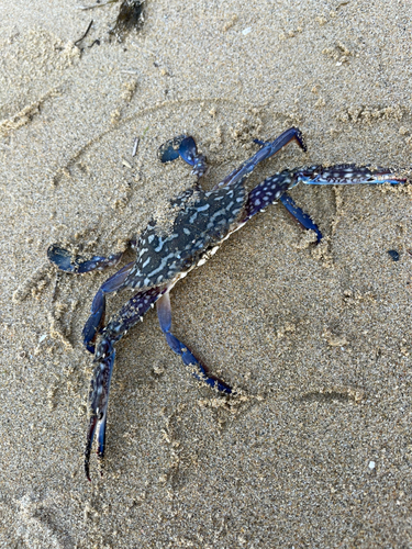 タイワンガザミの釣果