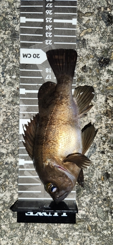 シロメバルの釣果