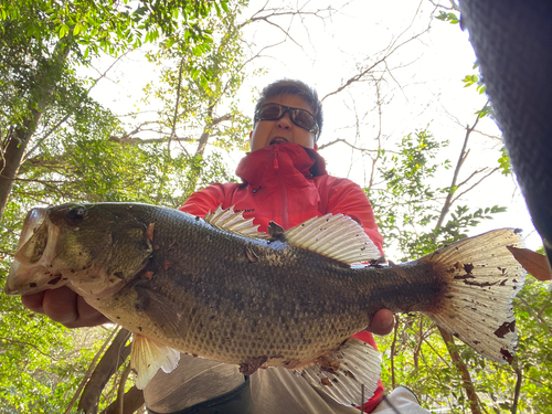 ブラックバスの釣果