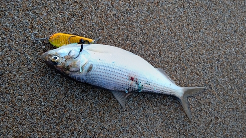 コノシロの釣果