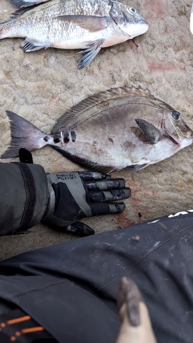 ニザダイの釣果