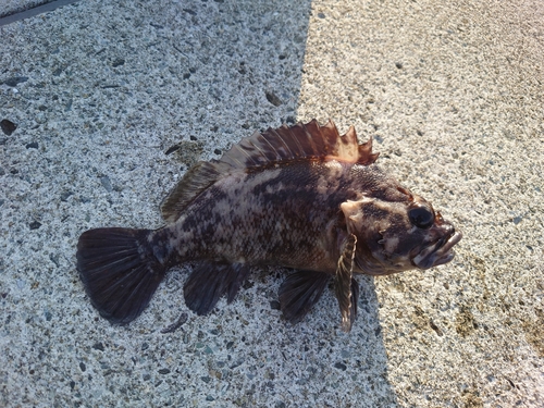 ムラソイの釣果