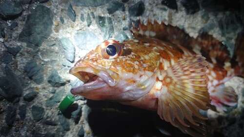 アラカブの釣果