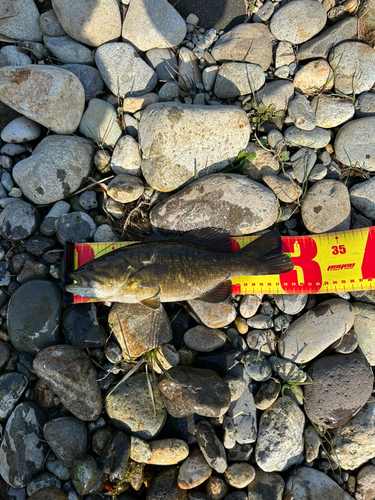 スモールマウスバスの釣果