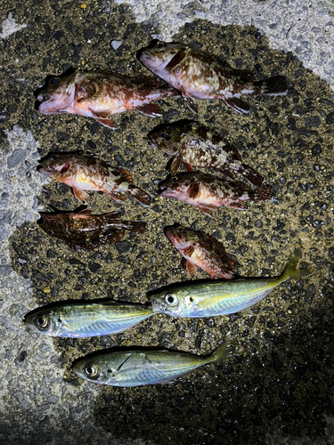 カサゴの釣果