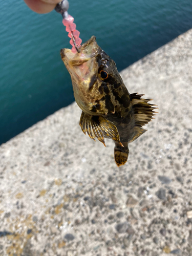 タケノコメバルの釣果