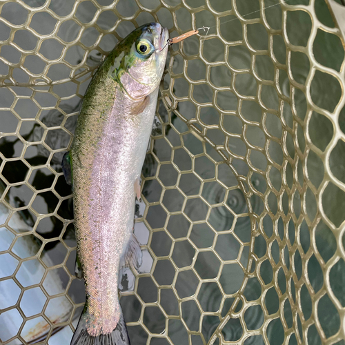 ニジマスの釣果