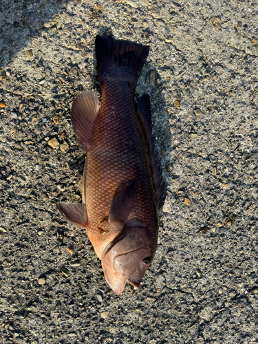 コブダイの釣果