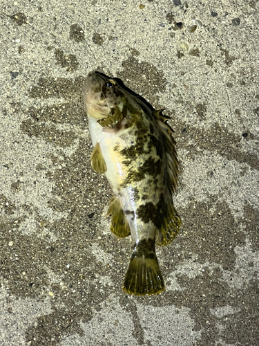 ソイの釣果