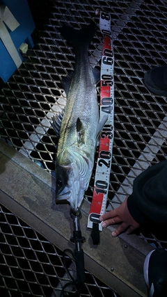 スズキの釣果