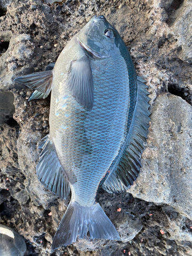 クチブトグレの釣果