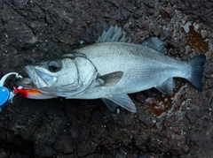 ヒラスズキの釣果