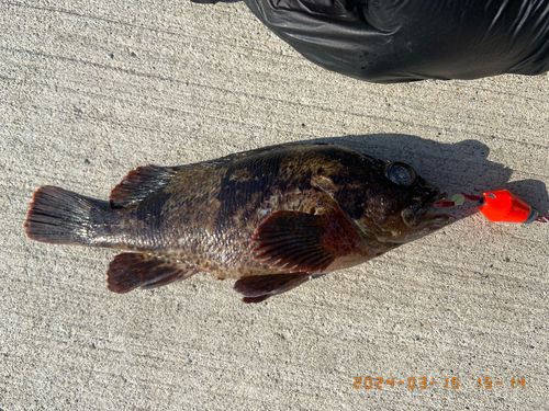 ムラソイの釣果