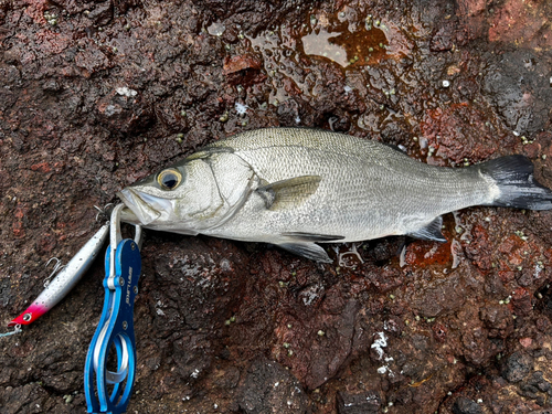 ヒラスズキの釣果