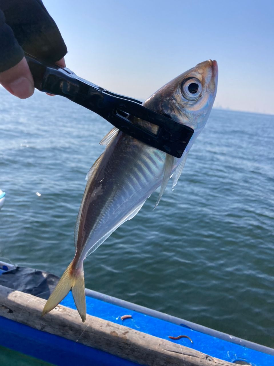 since 2020さんの釣果 3枚目の画像