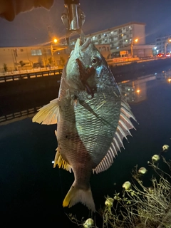 キビレの釣果