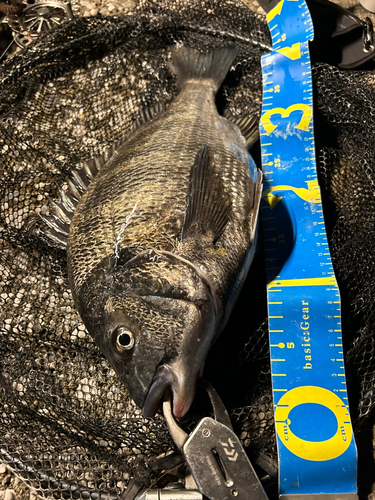 クロダイの釣果