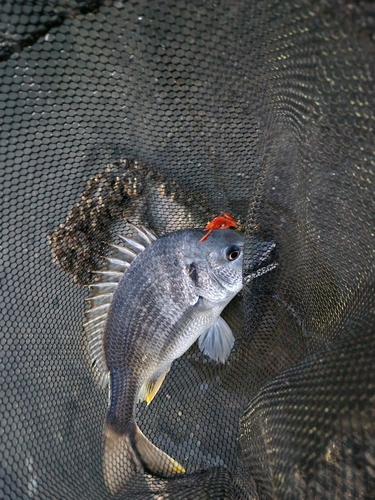 キビレの釣果