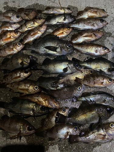 メバルの釣果