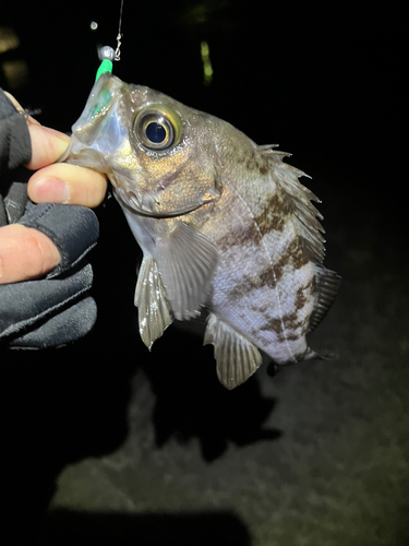 メバルの釣果