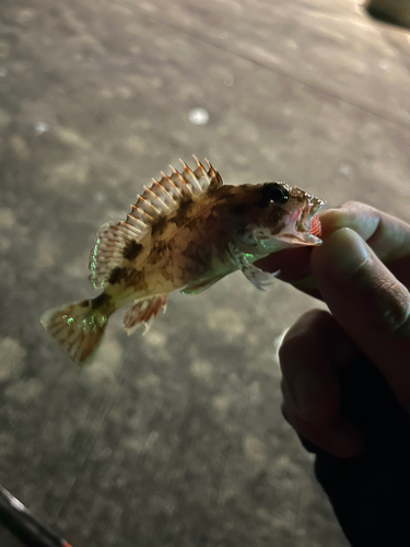 カサゴの釣果