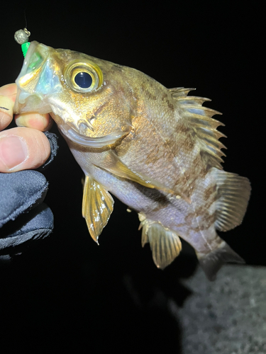 メバルの釣果