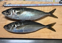 アジの釣果