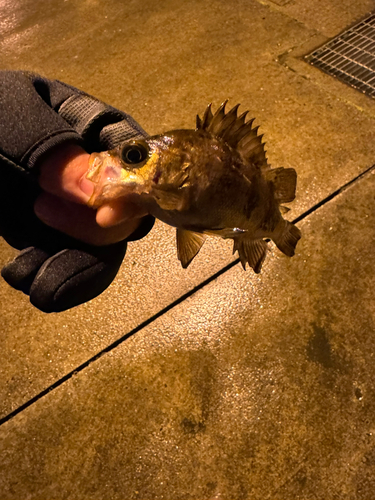 メバルの釣果