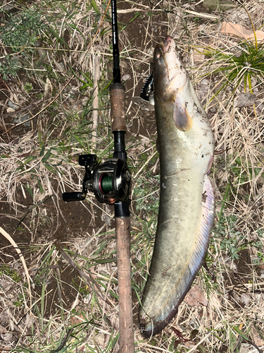 ナマズの釣果