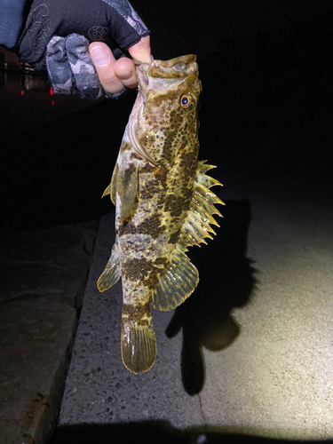 タケノコメバルの釣果