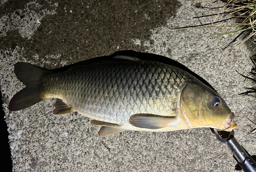 コイの釣果